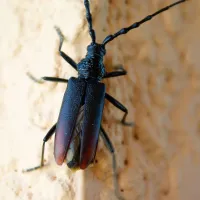Capricorne Capricorne