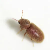 Vrilette